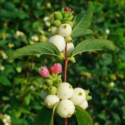 Symphoricarpos albus